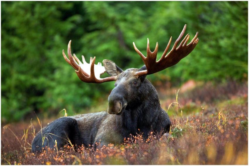 A male moose with large antlers lying in a forest