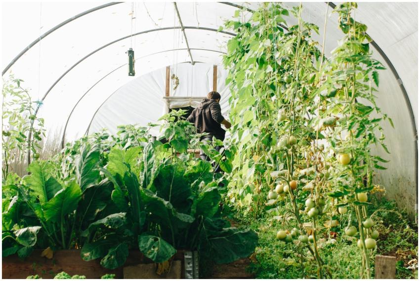 A farmer tending to vegetables in a lush greenhous