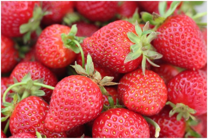 Close-up of fresh, vibrant strawberries showcasing