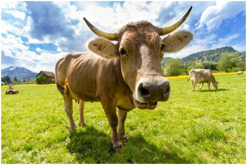 A Brown Swiss cow in a vibrant green pasture under