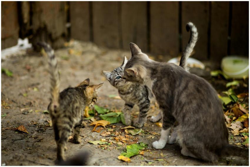 Three tabby kittens playfully interacting in a rus