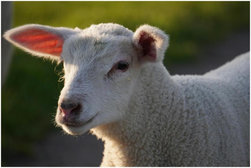 Close-up of a cute baby sheep enjoying a sunny day