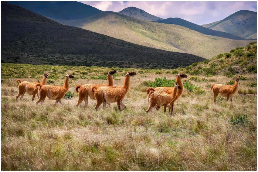 Herd of llamas in a tranquil grassland with scenic