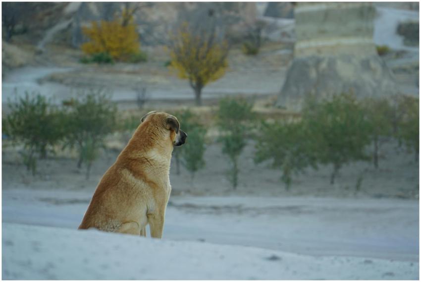 Free stock photo of adventure, balloon liftoff, ba