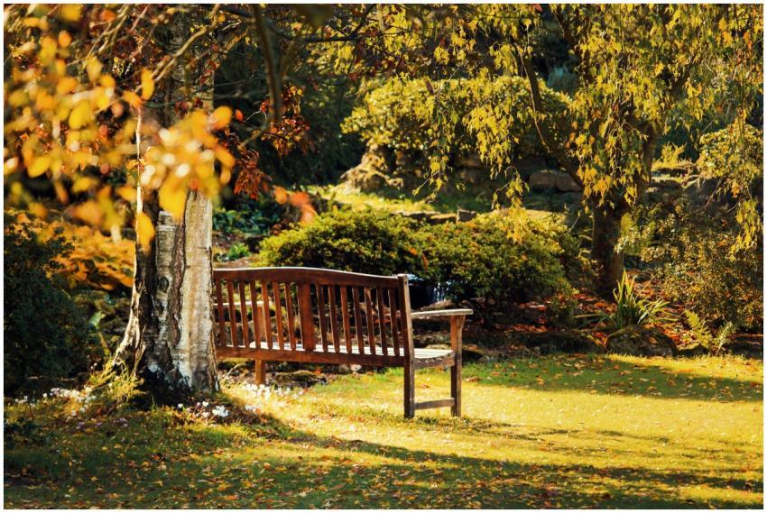 Serene wooden bench surrounded by vibrant autumn f