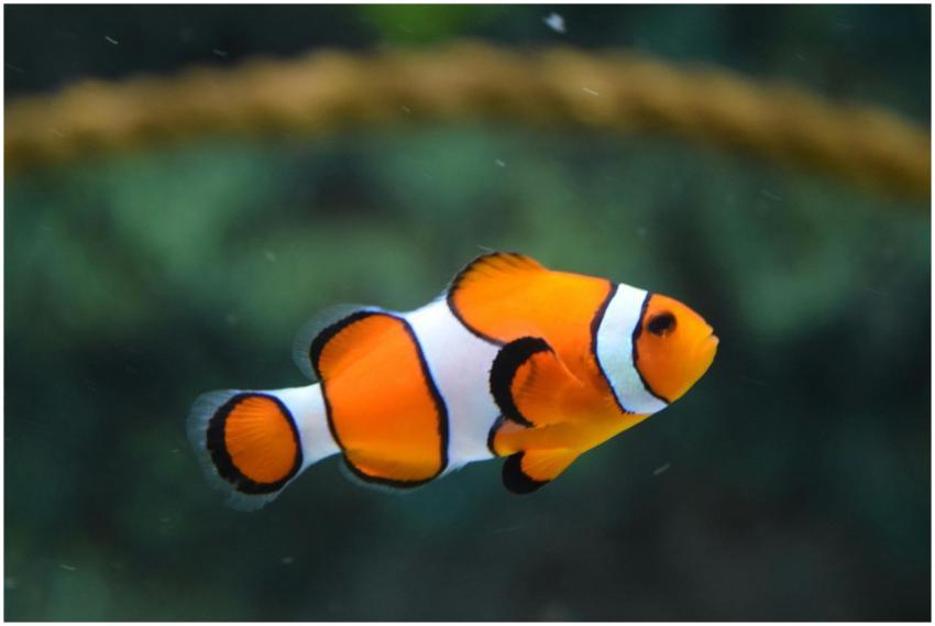 Bright orange and white clownfish swimming in a se