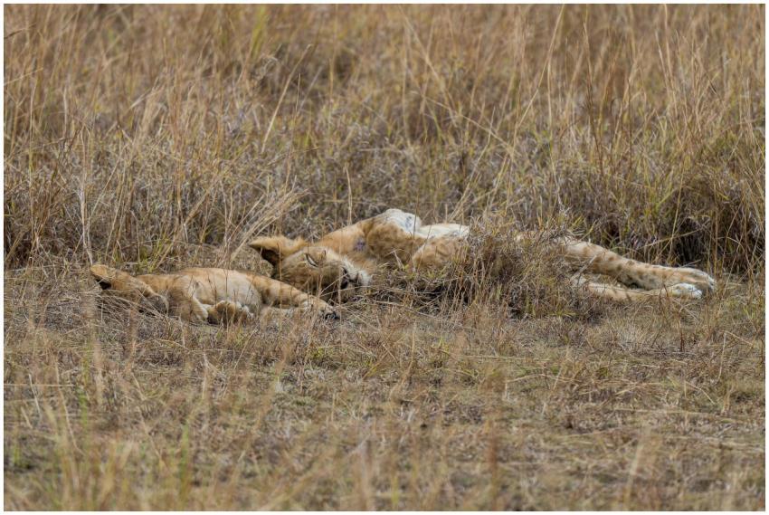 Sleeping Lions Dry Grass