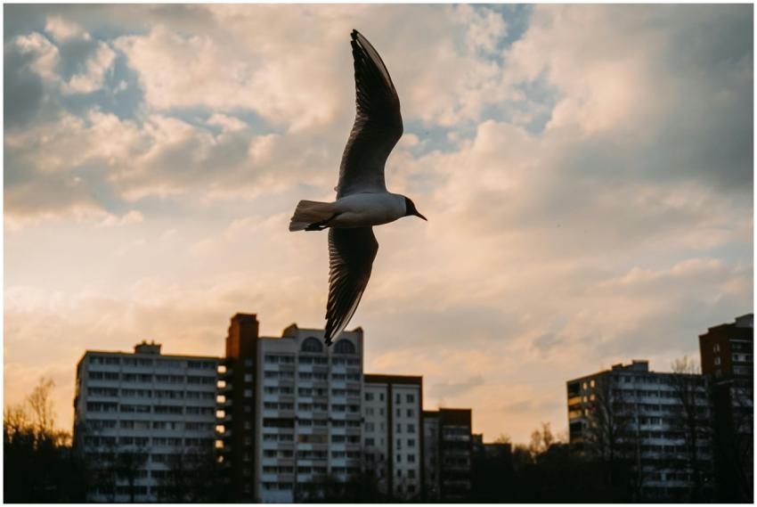 A seagull gracefully flying over city buildings du