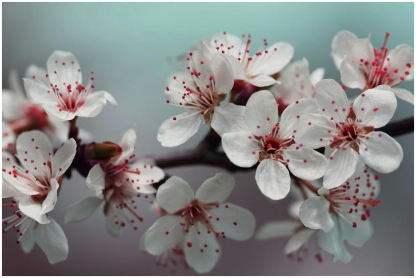 A detailed close-up of delicate cherry blossoms in
