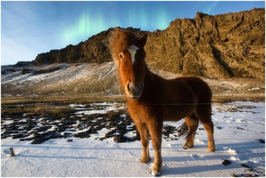 A beautiful Icelandic horse stands on snowy terrai