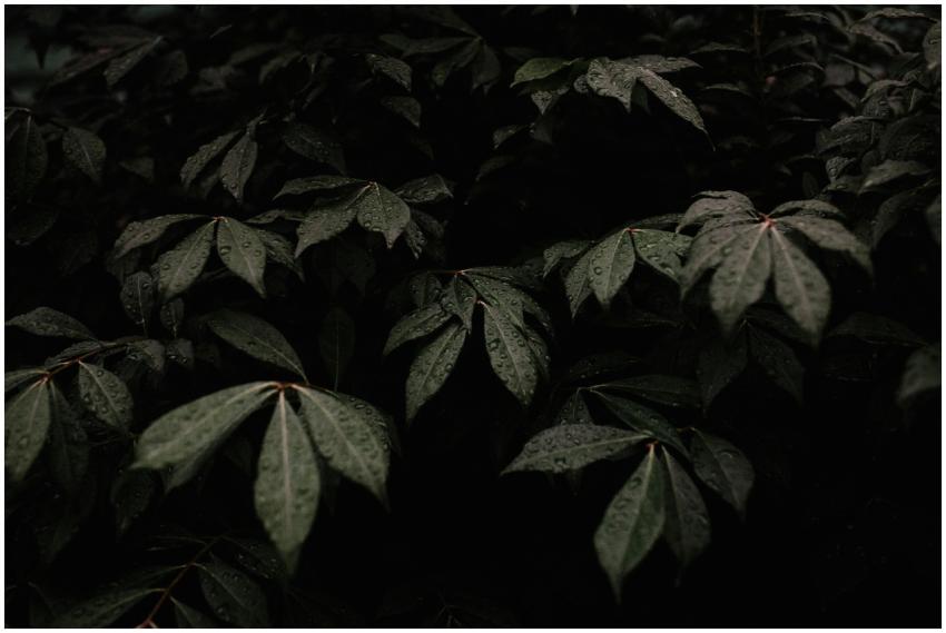 Dark moody leaves covered in dewdrops after rain,