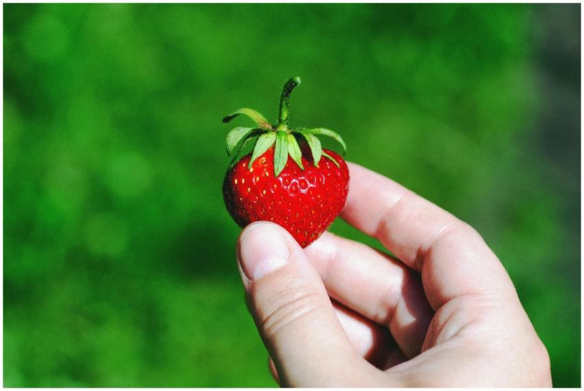 A person holding a ripe strawberry in a garden set