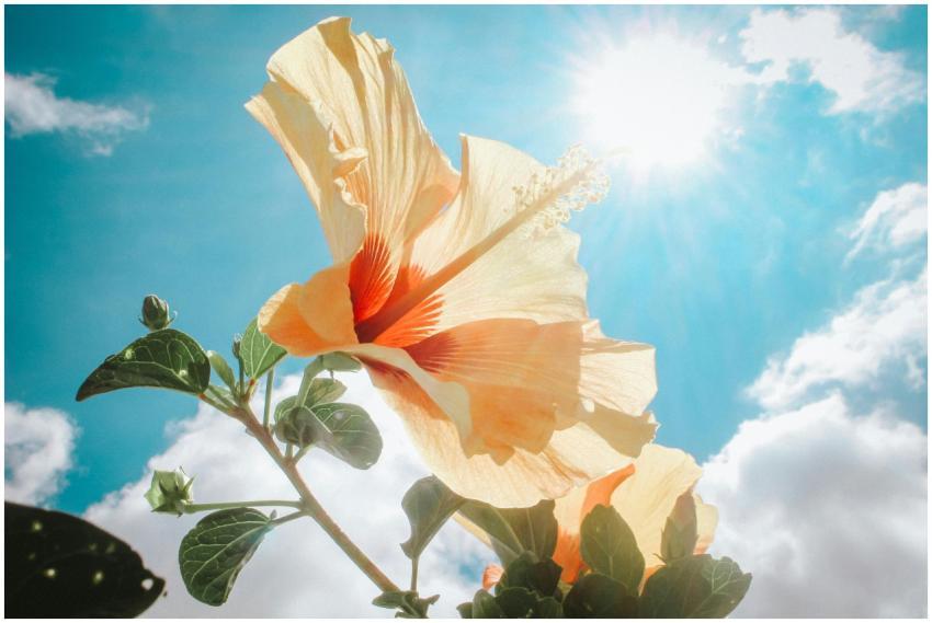 A close-up of a hibiscus flower basking in bright