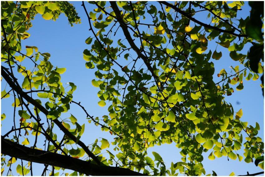 Bright green leaves and clear blue sky create a vi