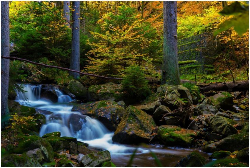 Serene stream flowing through a moss-covered fores