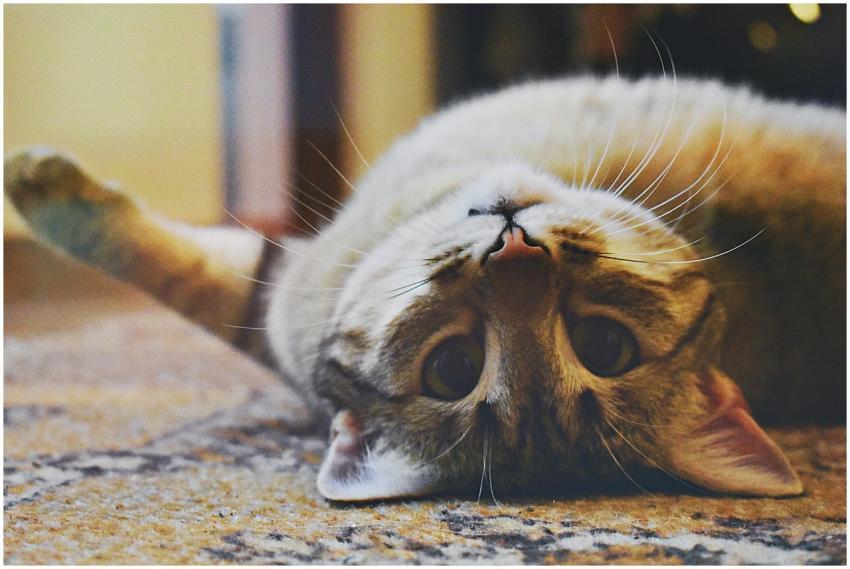 Cute domestic cat lying upside down on a carpet wi