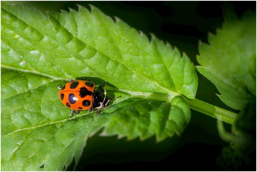Close-up view of a vibrant ladybug crawling on a f