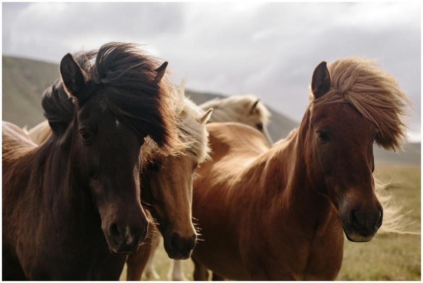 Close-up of wild horses with flowing manes in a na