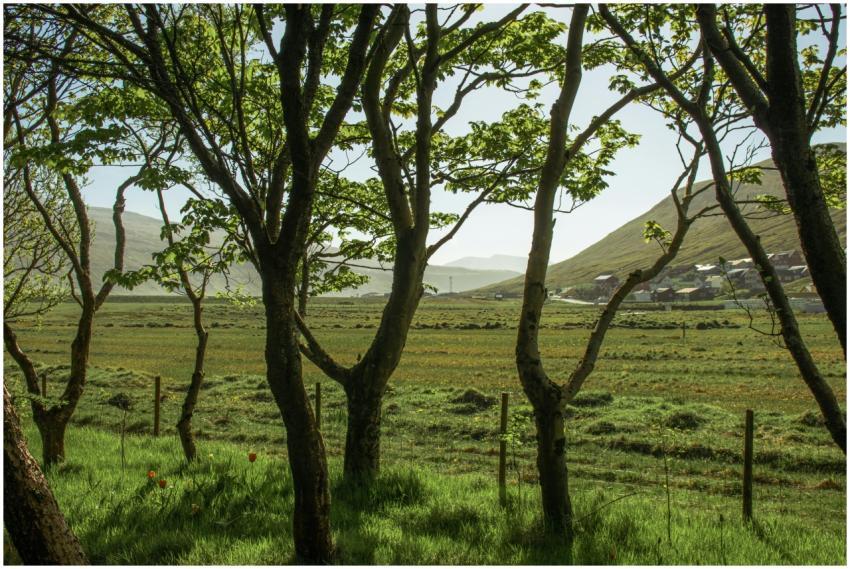 A serene countryside scene with trees framing a di