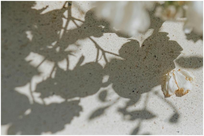 Shadow of a flower cast on a textured floor creati