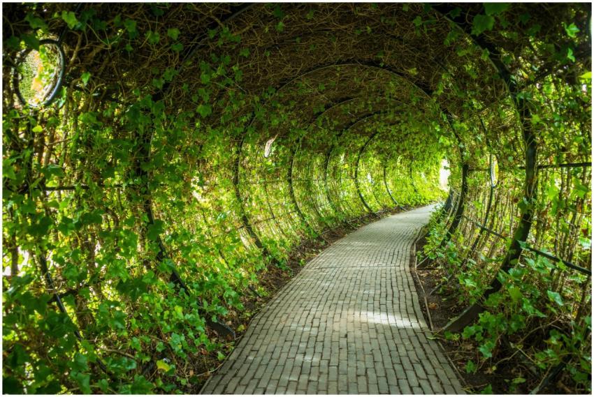Free stock photo of garden, leafy, passage