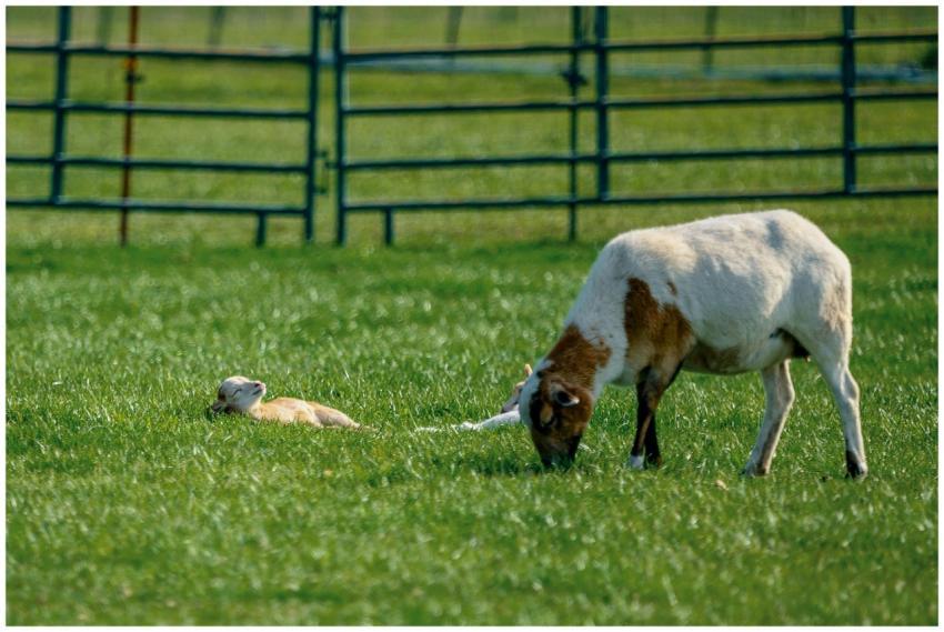Sheep grazing peacefully in a sunny rural pasture,