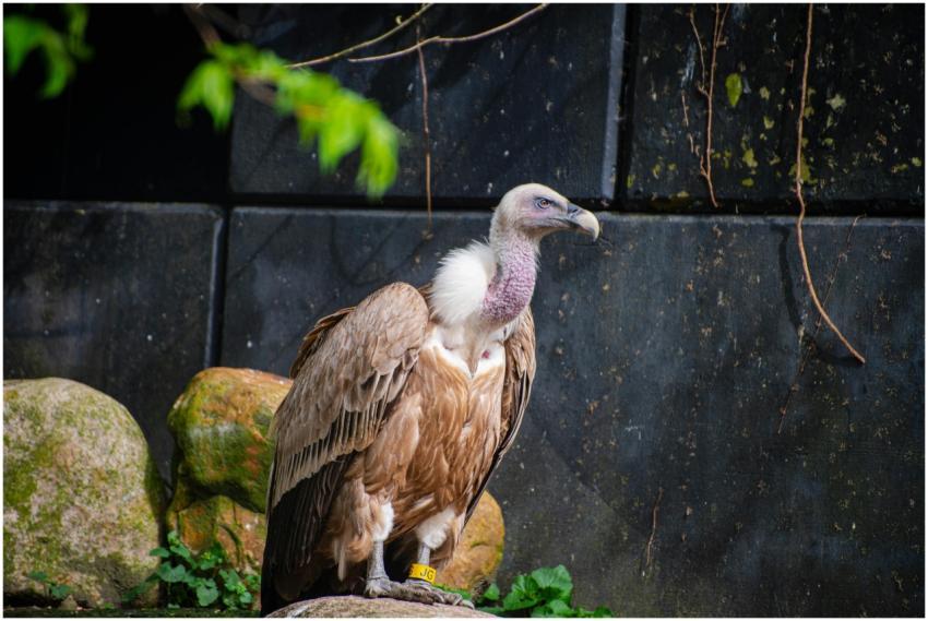 A close-up image of a vulture perching on a rock i