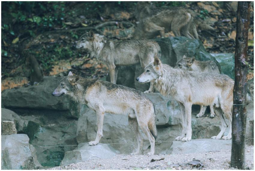 A pack of Arabian wolves standing on rocks in thei