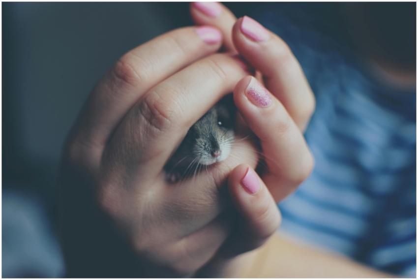 Adorable hamster cradled in loving hands with pink