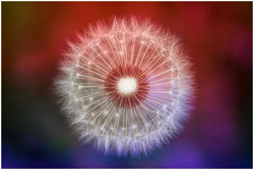 Captivating macro photograph of a colorful dandeli