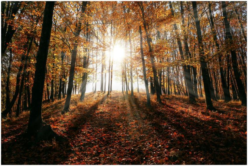 Sunlight streaming through autumn trees, casting s