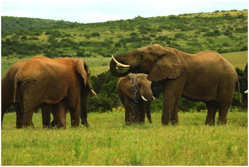 Group of African elephants (Loxodonta africana) in