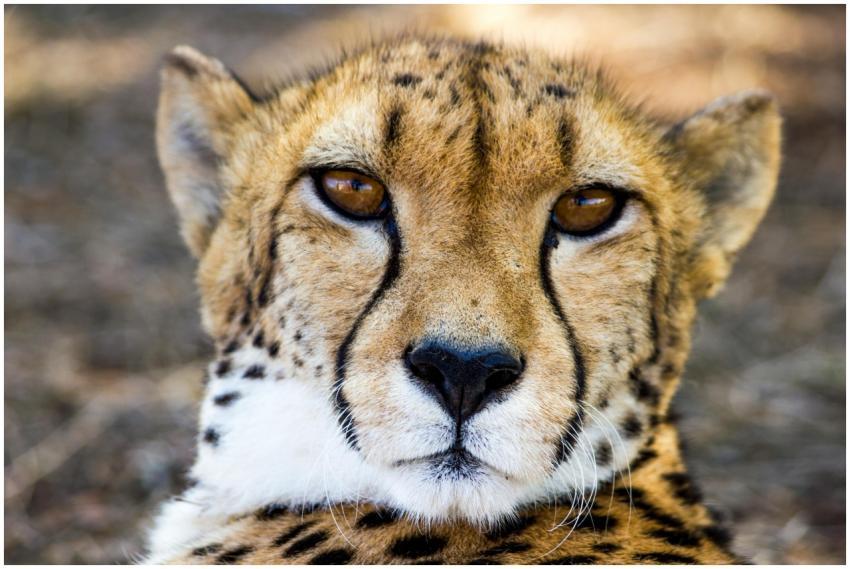 Intense gaze of a wild cheetah in natural habitat,