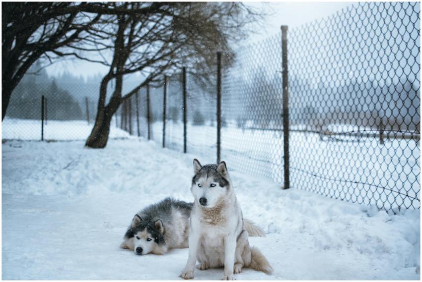 Two Siberian Huskies relaxing by a wire fence in a