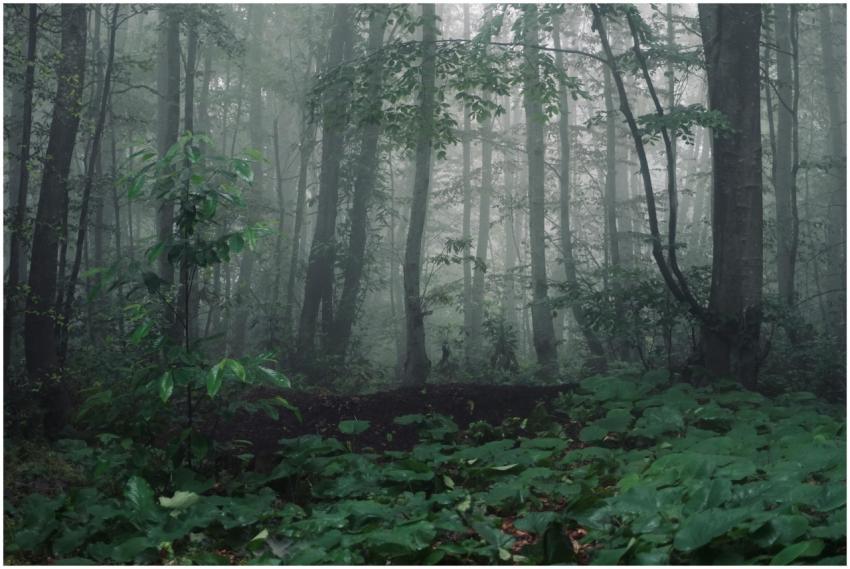 Explore the mysterious atmosphere of a foggy fores