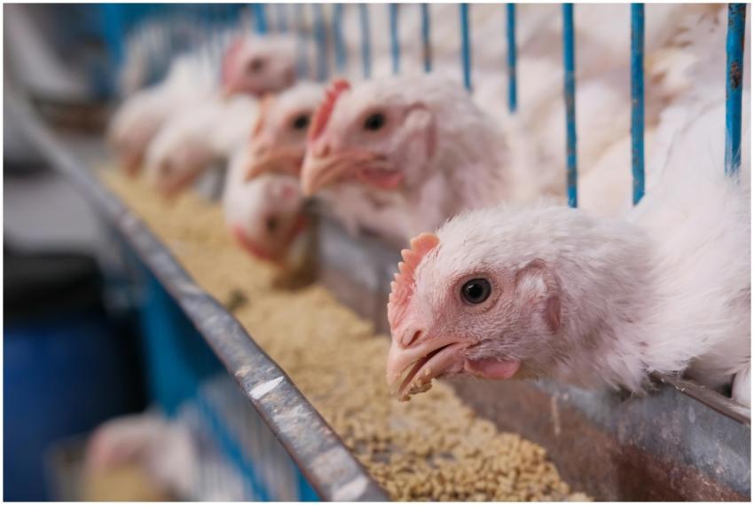 White chickens feeding in a farm setting with a bl