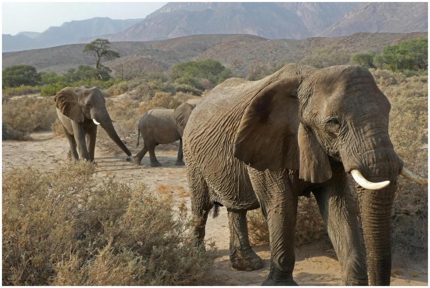 African Elephants Walking Desert