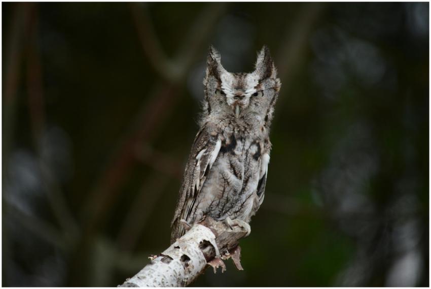 Eastern Screech Owl Birch