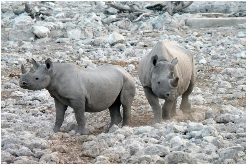 Two black rhinoceroses stand in a rocky desert lan