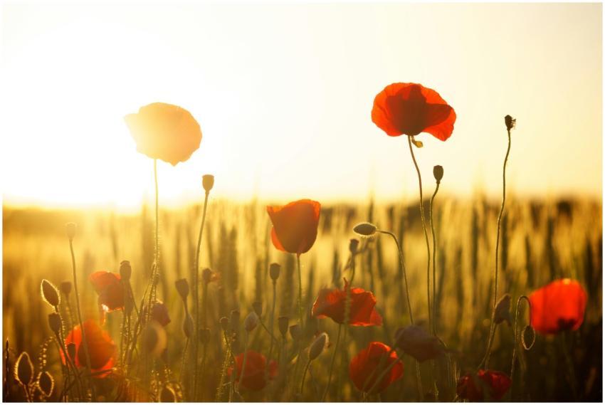 A stunning view of red poppies in a sunlit field,