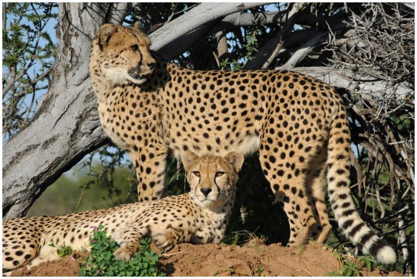 Two cheetahs lounging under a tree in the African