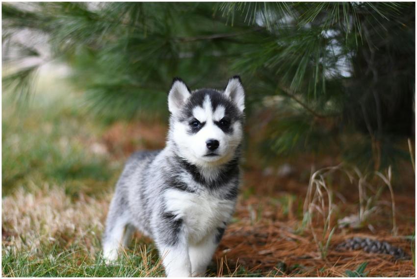 Cute Siberian Husky puppy standing on grass with p