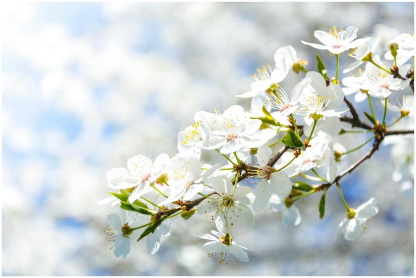 Delicate white cherry blossoms in full bloom again