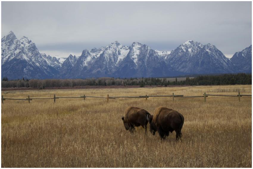 Majestic Bison Grazing Near