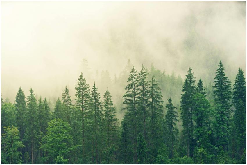 A tranquil misty forest landscape with dense green