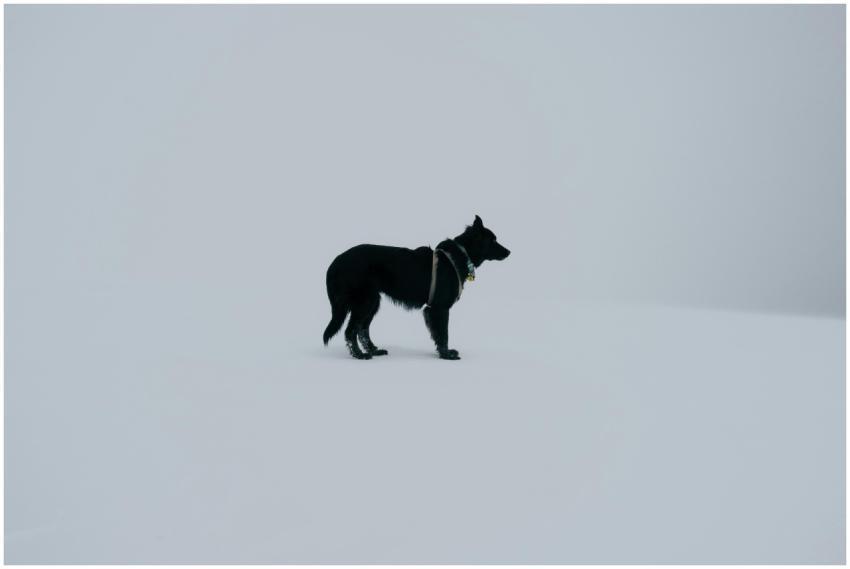 A solitary black dog on a vast, snow-covered lands