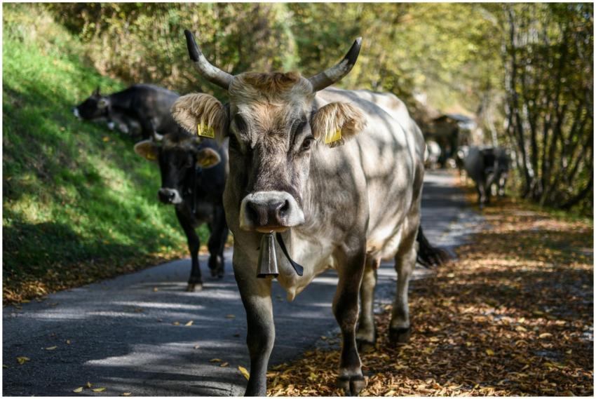 Herd of cows with cowbells grazing on a sunny, rur