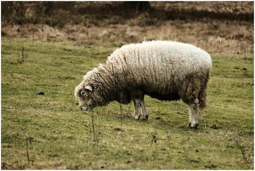 Peaceful sheep grazing on a lush green pasture, de