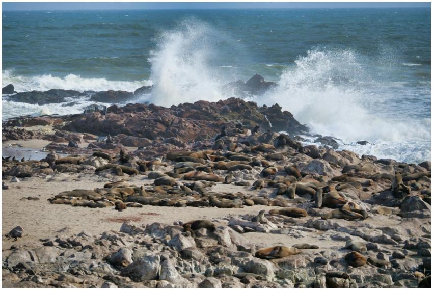 A large group of seals resting on a rocky beach as
