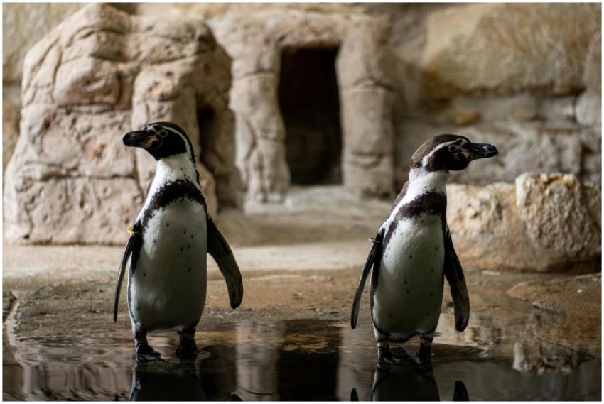 Pair of penguins standing by water in a rocky habi